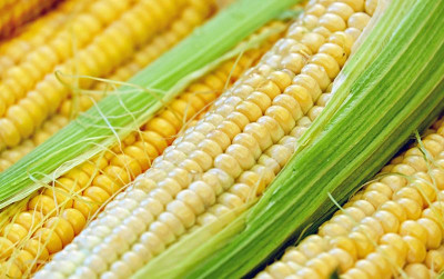 uploads/news/2023/11/program-kesatria-produksi-jagung-57631e29fdb5cd4_400.jpg