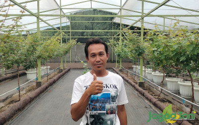 uploads/news/2023/11/sukses-budidaya-anggur-hingga-34802f0c83954f7_400.jpg