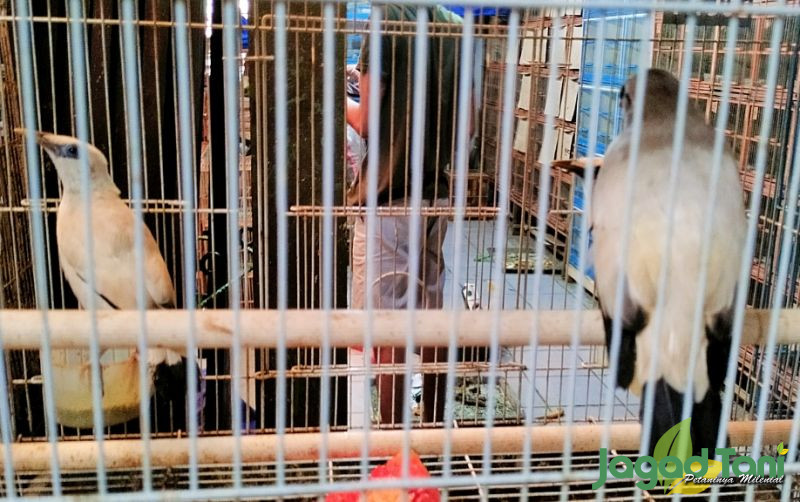 uploads/news/2023/12/alasan-harga-burung-jalak-881551cbe4bcae5.jpg
