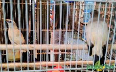 uploads/news/2023/12/alasan-harga-burung-jalak-881551cbe4bcae5_400.jpg