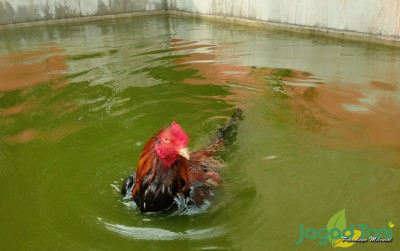 uploads/news/2023/12/ayam-berenang-rawatan-wajib-997954f6d9dfe85_400.jpg