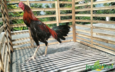 uploads/news/2023/12/beternak-ayam-aduan-harus-94871cc2704a415_400.jpg