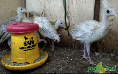 uploads/news/2023/12/cara-mudah-budidaya-ayam-229674fa9ed6a18_400.jpg