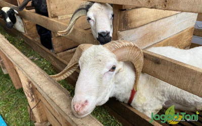 uploads/news/2023/12/ciri-perbedaan-domba-garut-96633f3ef2c4582_400.jpg