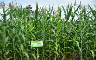 uploads/news/2023/12/food-estate-jagung-dengan-168443500441112_400.jpg