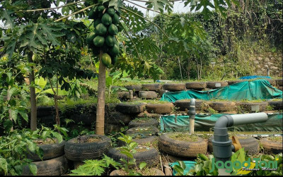 uploads/news/2023/12/kebun-mata-lima-urban-638733fbb069c5a_400.jpg