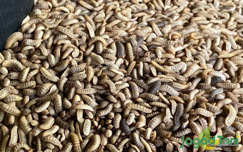 uploads/news/2023/12/maggot-bahan-olahan-pakan-8342237ce603fd8.jpg