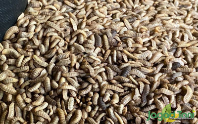 uploads/news/2023/12/maggot-bahan-olahan-pakan-8342237ce603fd8_400.jpg