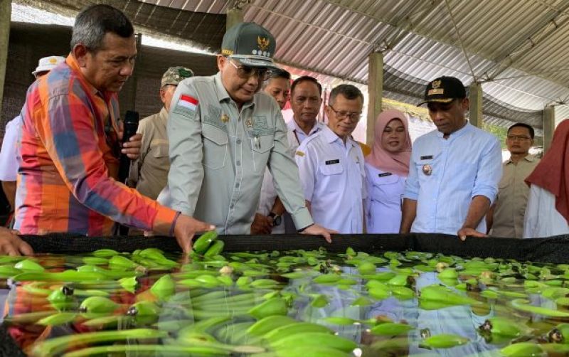 uploads/news/2023/12/melalui-korporasi-pisang-cavendish-91650509dbe657d.jpeg