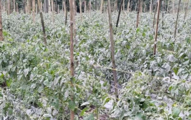 uploads/news/2023/12/nasib-pertanian-lereng-gunung-45767e8ad0293d7.jpg