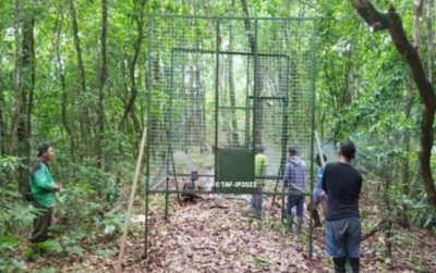 uploads/news/2023/12/pelepasan-jon-cimung-sepasang-siamang-957822c181d14fd_400.jpg