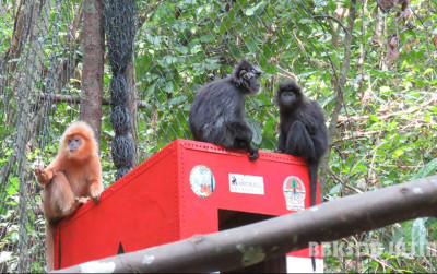 uploads/news/2023/12/pelepasan-lutung-jawa-di-6137301eb0394d7_400.jpg