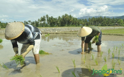 uploads/news/2023/12/petani-parimo-sulteng-butuhkan-20355e636d8c8bd_400.jpg