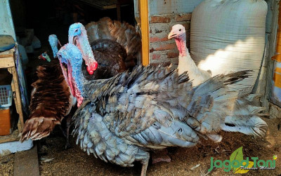 uploads/news/2023/12/potensi-budidaya-ayam-kalkun-32351f801dae484_400.jpg