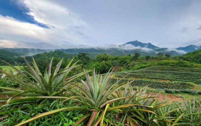 uploads/news/2023/12/potensi-nanas-asal-barru-63690ad227b8d3b.jpeg