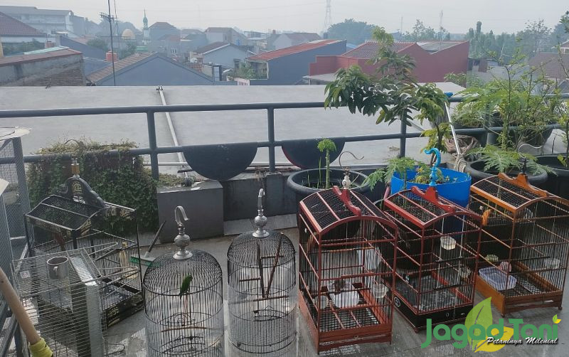 uploads/news/2023/12/tujuh-masteran-burung-murai-25540c51c727f25.jpg