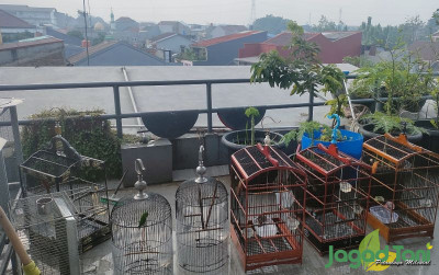 uploads/news/2023/12/tujuh-masteran-burung-murai-25540c51c727f25_400.jpg