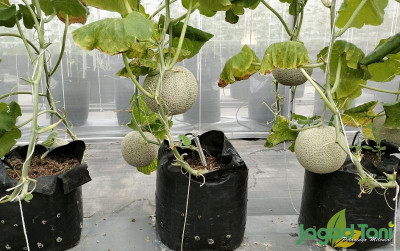 uploads/news/2024/01/budidaya-melon-import-sistem-39199f4a0ec60bb_400.jpg