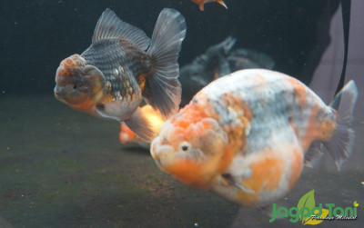 uploads/news/2024/01/cara-memilih-ikan-mas-896192ce27b0769_400.jpg