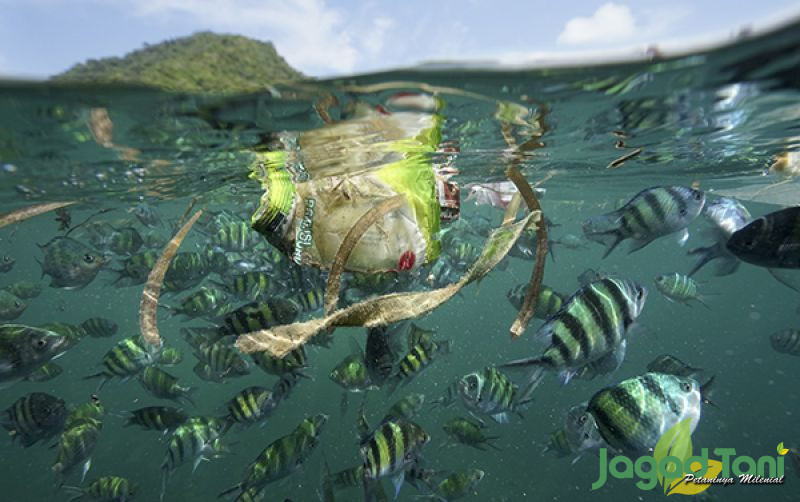 uploads/news/2024/01/ekosistem-laut-teluk-weda-5614727f06da40b.jpg