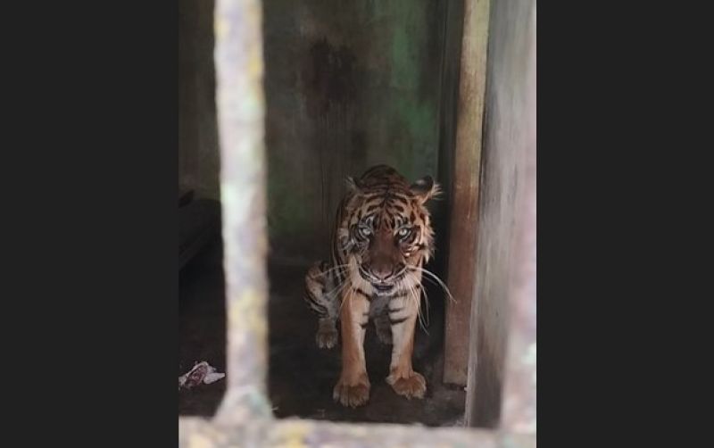 uploads/news/2024/01/harimau-ditemukan-mati-medan-2590873d1318471.jpg