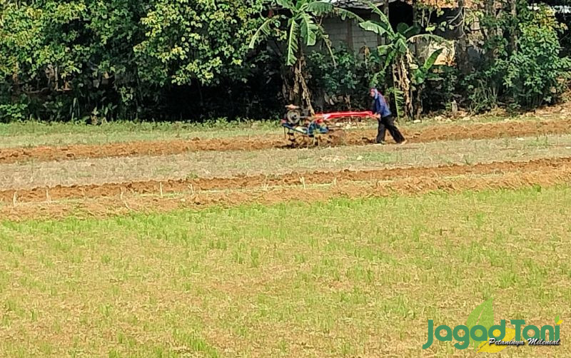 uploads/news/2024/01/hujan-tiba-musim-tanam-77006fd0d84fb34.jpg