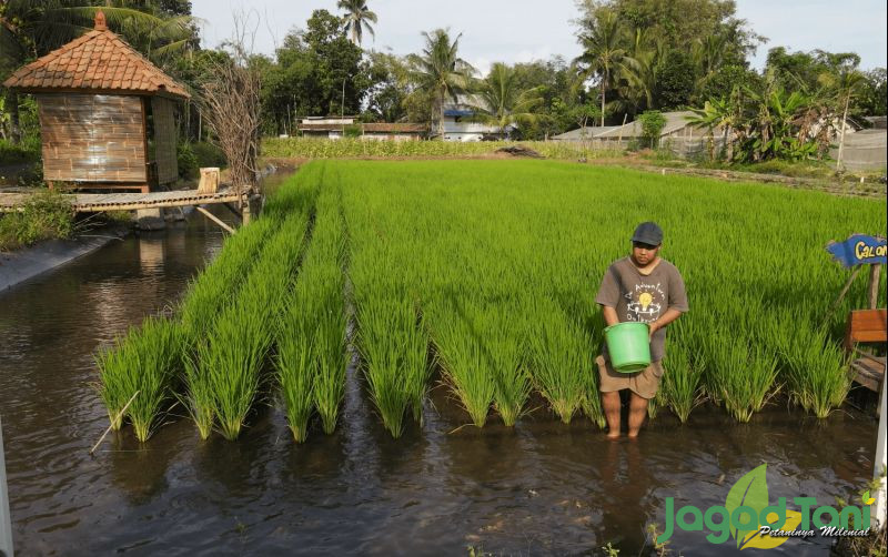 uploads/news/2024/01/inovasi-mina-padi-kampung-7306712ca31e07b.png