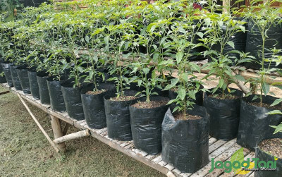 uploads/news/2024/01/mengenal-urban-farming-dan-4197743737a6378_400.jpg