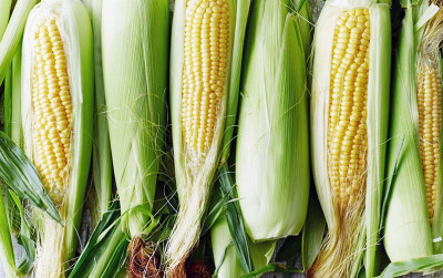 uploads/news/2024/01/modernisasi-tanam-jagung-indonesia-99313a987177190_400.jpg