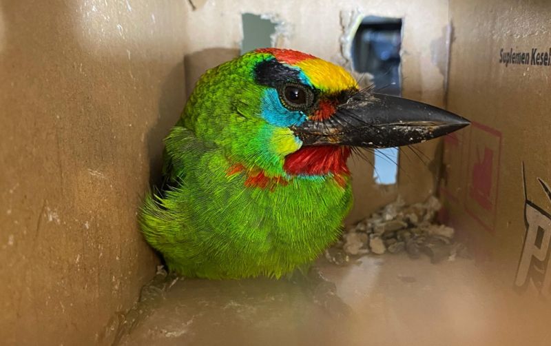 uploads/news/2024/01/pengiriman-burung-dilindungi-berhasil-997864ffa56c31e.jpg