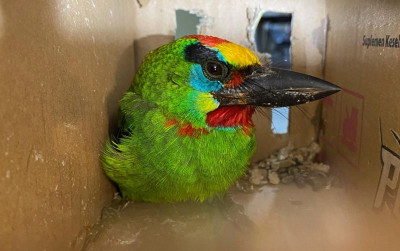 uploads/news/2024/01/pengiriman-burung-dilindungi-berhasil-997864ffa56c31e_400.jpg