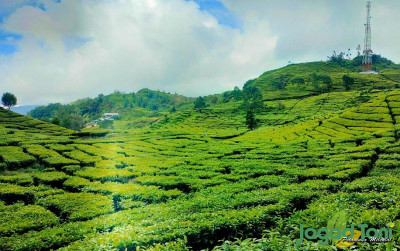 uploads/news/2024/01/rancabali-wisata-perkebunan-teh-89674753b009b32_400.jpg