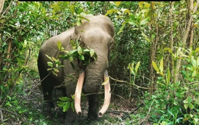 uploads/news/2024/01/tewasnya-gajah-latih-kapten--251714a3796acb2_400.jpg