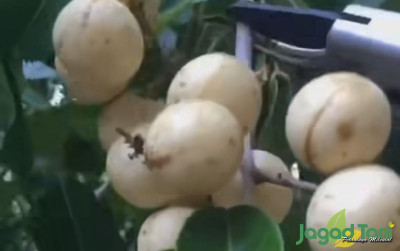 uploads/news/2024/01/tips-menanam-bonsai-buah-97309c1a76286f0_400.jpg