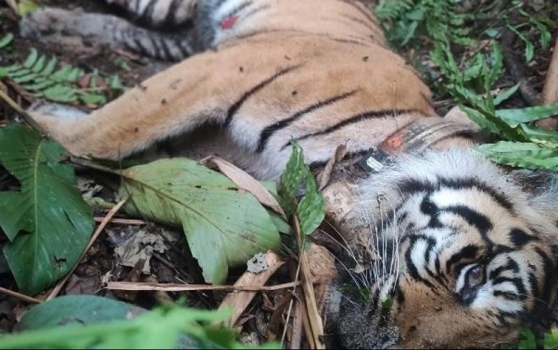 uploads/news/2024/01/wesa-harimau-keempat-mati-53146b8813d2fd7.jpg