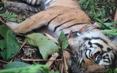 uploads/news/2024/01/wesa-harimau-keempat-mati-53146b8813d2fd7_400.jpg