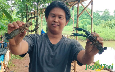 uploads/news/2024/02/bisnis-manis-berkat-lobster-36290a37aa48970_400.jpg