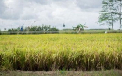 uploads/news/2024/02/food-estate-pulau-pisang-33842f933c82177_400.jpg
