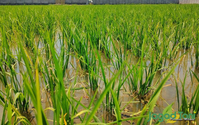 uploads/news/2024/02/hujan-masih-terjadi-masa-46999c16fd0265f_400.jpg