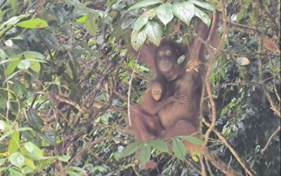 uploads/news/2024/02/kelahiran-dua-individu-orangutan-68237c667a3c601_400.jpeg