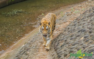 uploads/news/2024/02/mempertanyakan-kesejahteraan-harimau-di-585175f22bd91b5_400.jpg