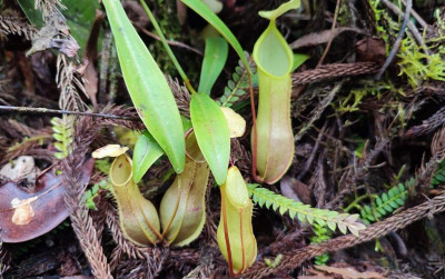 uploads/news/2024/02/mengintip-pesona-kantong-semar-88702907895888a_400.jpg
