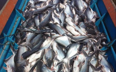 uploads/news/2024/02/panen-patin-melimpah-berkat-43011f30c49336f_400.jpg
