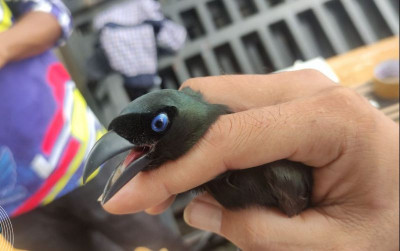uploads/news/2024/02/penyelundupan-burung-berhasil-digagalkan-1517080fa7aabd1_400.jpg