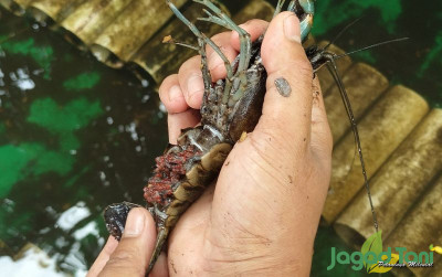 uploads/news/2024/02/pesona-lobster-air-tawar-384585b9874a359_400.jpg