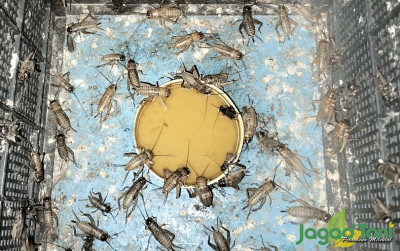 uploads/news/2024/02/rahasia-jangkrik-bikin-burung-374855cb9b033ab_400.jpg