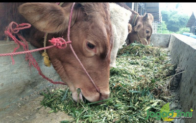 uploads/news/2024/02/ramuan-herbal-untuk-sapi-896293848407f51_400.jpg