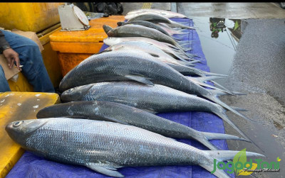 uploads/news/2024/02/range-harga-ikan-bandeng-76930104c3b92a3_400.jpg