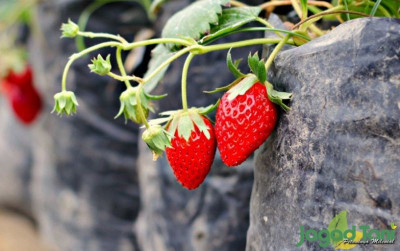 uploads/news/2024/02/stroberi-mesra-buah-valentine-12748f11757b0cf_400.jpg