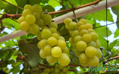 uploads/news/2024/03/berebut-takjil-ramadan-buah-buahan-359021d89ab7b21_400.jpg